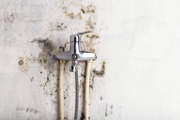 Best White Mold Remediation in Sto Brook, NY
